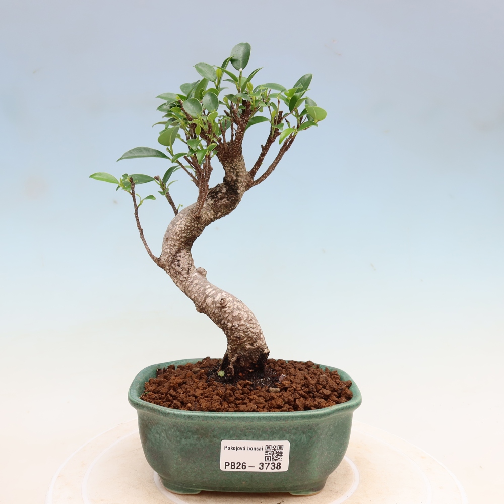 Kamerbonsai - Ficus kimmen - kleinbladige ficus