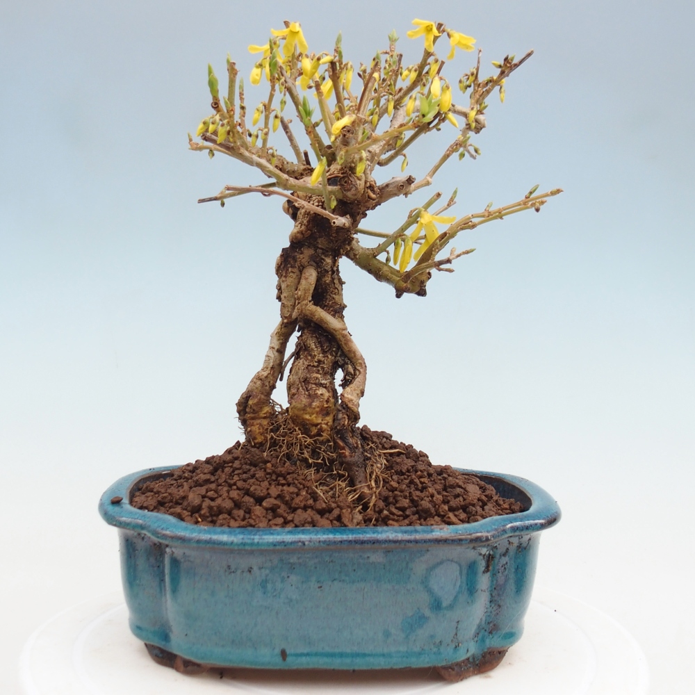 Bonsai voor buiten - Zlatice - Forsythia koreana