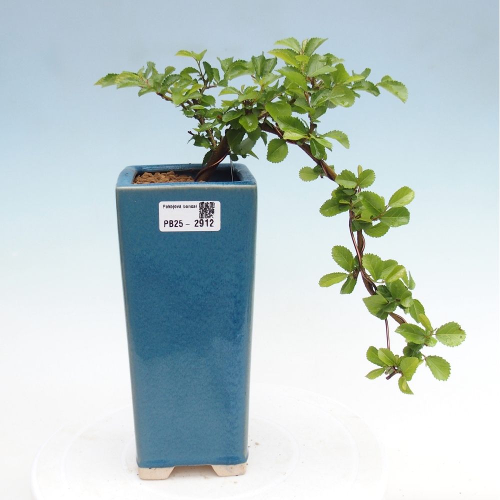 Bonsai - Grewia occidentalis - Lavendel zeester