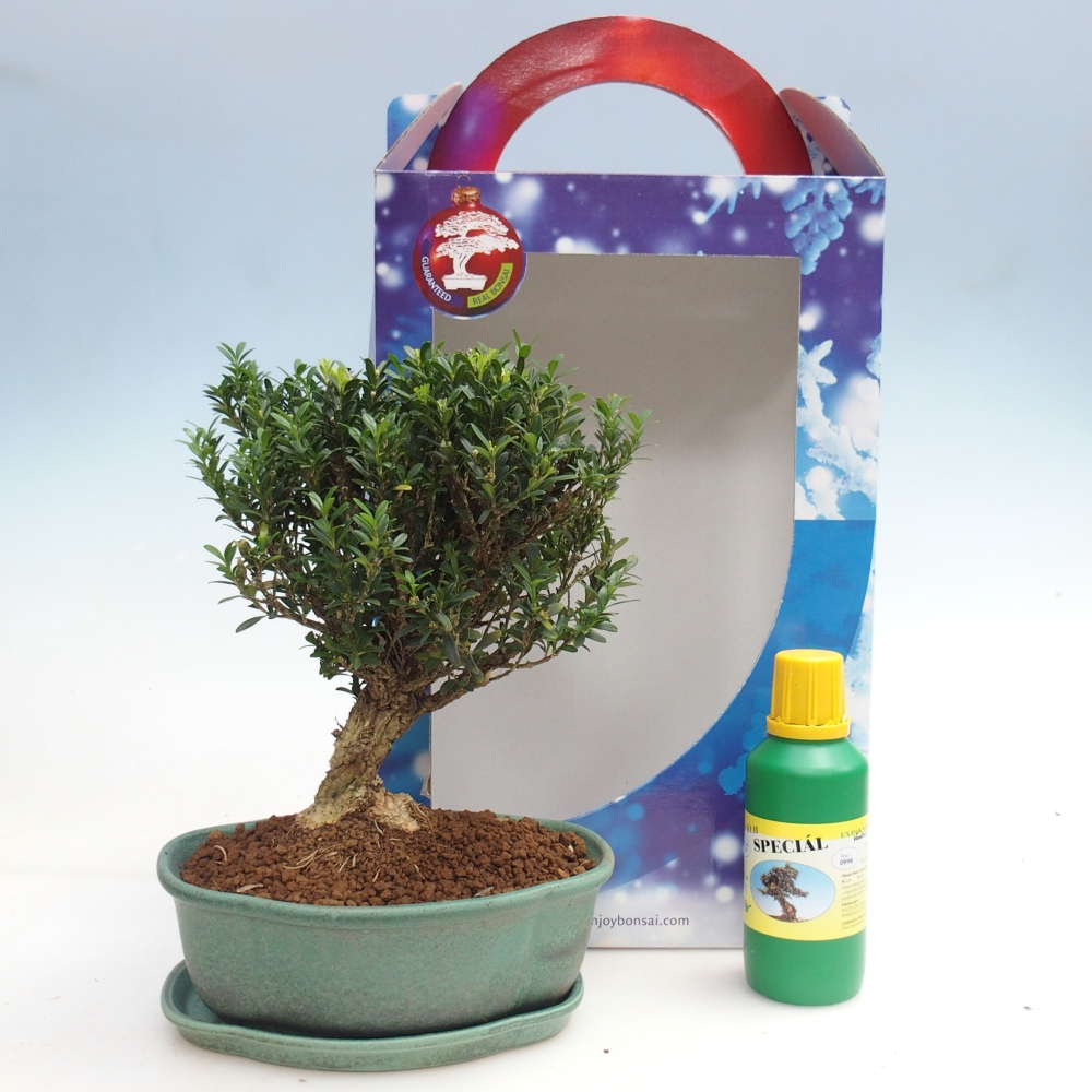Kamerbonsai in geschenkverpakking Buxus harlandii - kurk buxus