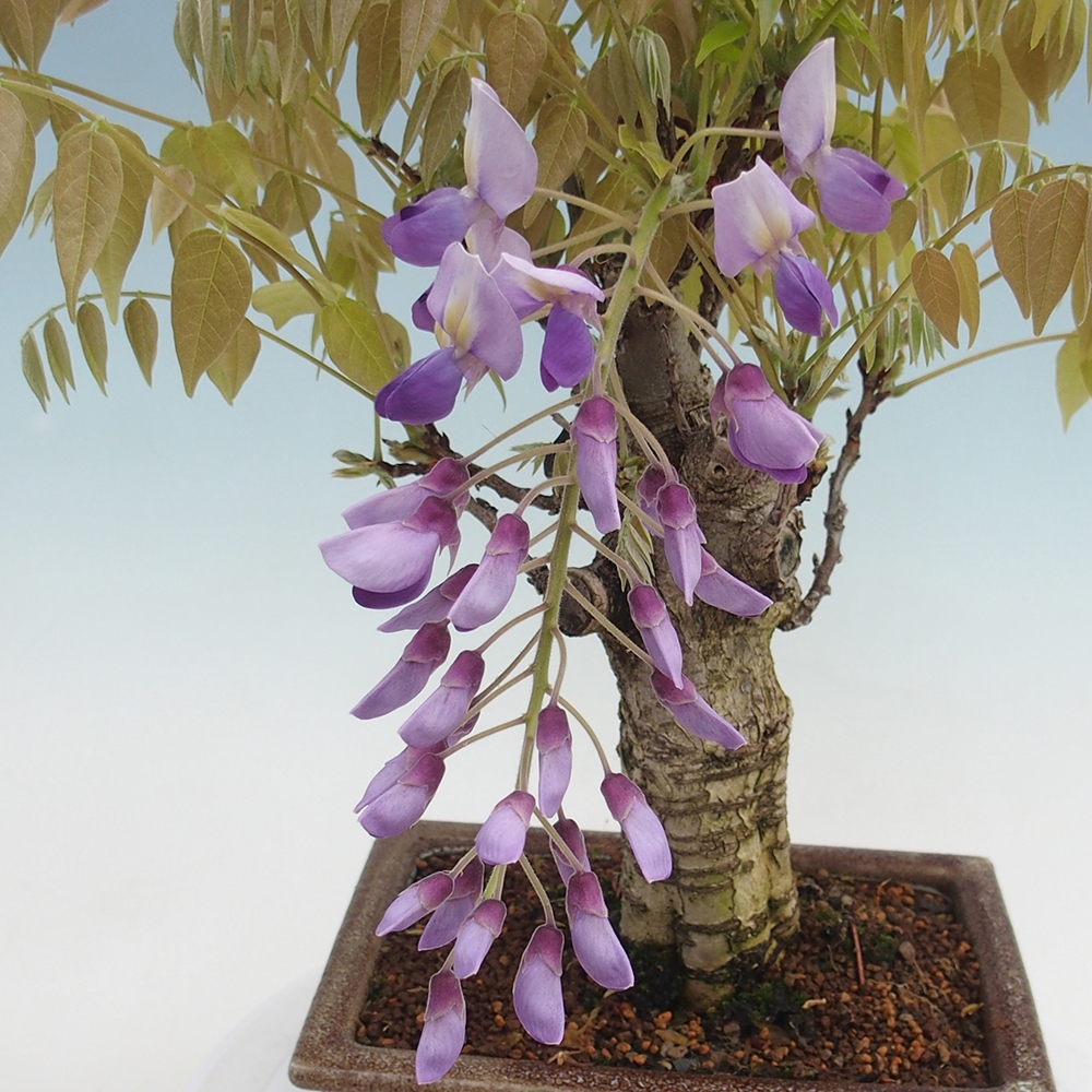 Bonsai voor buiten - Wisteria floribunda