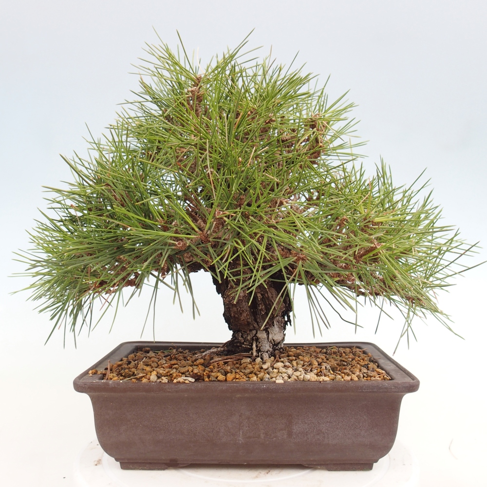 Bonsai voor buiten - Pinus thunbergii - Thunberg den