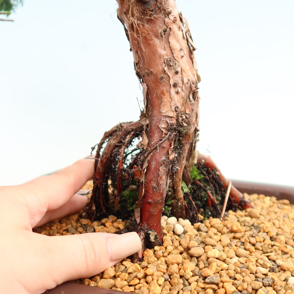 Bonsai voor buiten - Juniperus chinensis Kishu