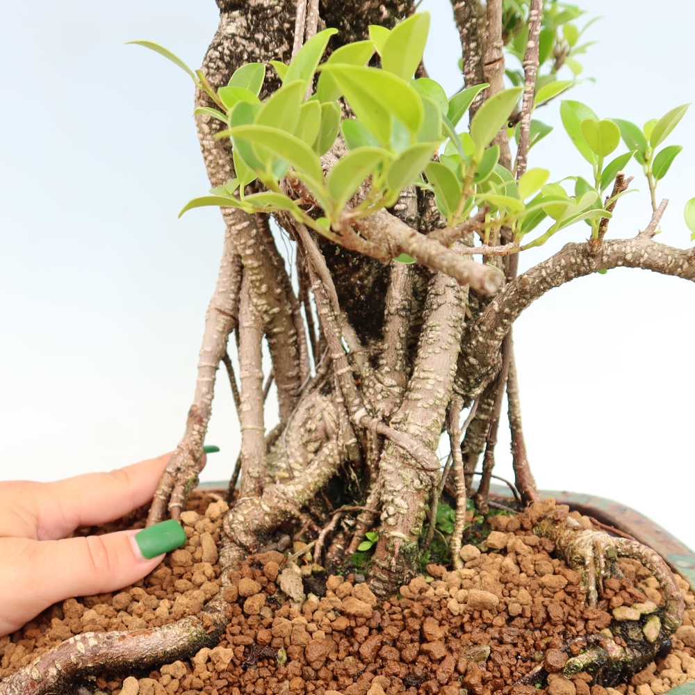 Kamerbonsai - Ficus kimmen - kleinbladige ficus
