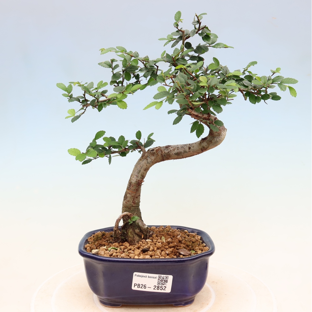 Kamerbonsai - Ulmus parvifolia - Winteriep