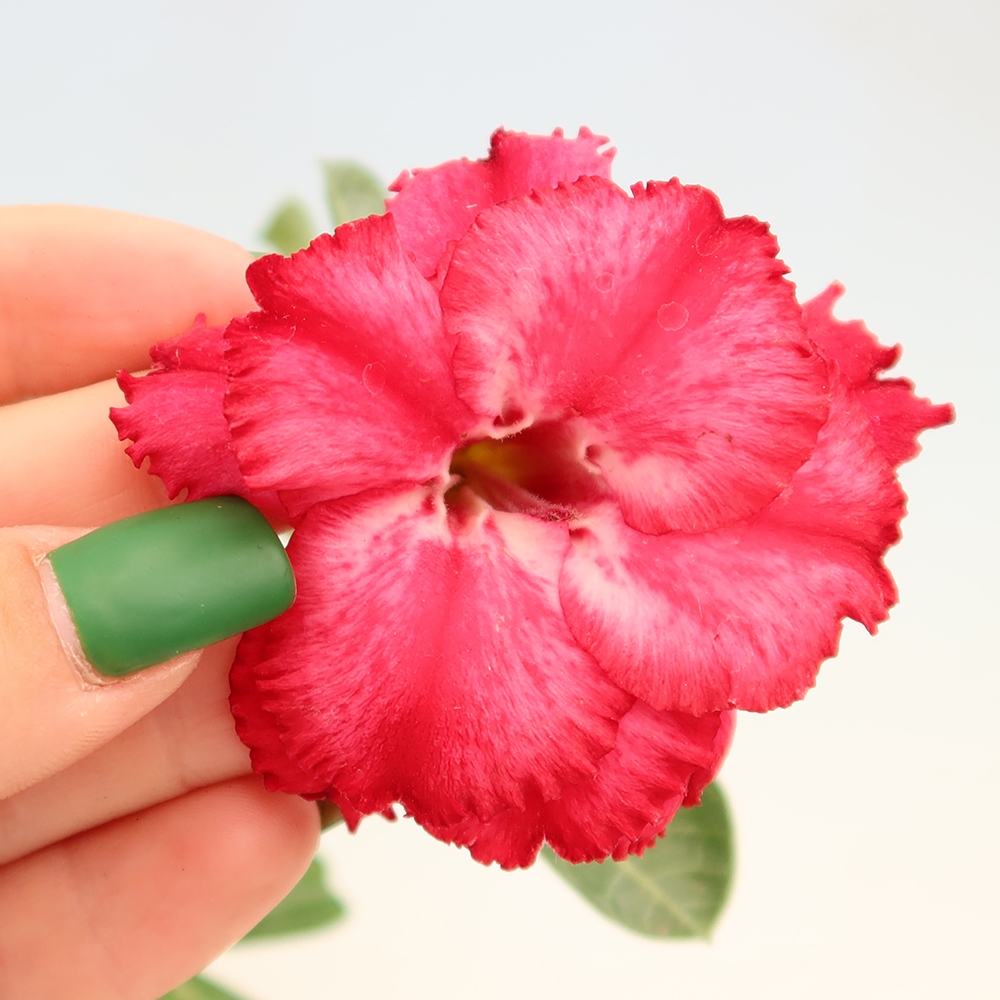Kamerbonsai - Adenium obesum, geënt V.F.S.326  - Woestijnroos