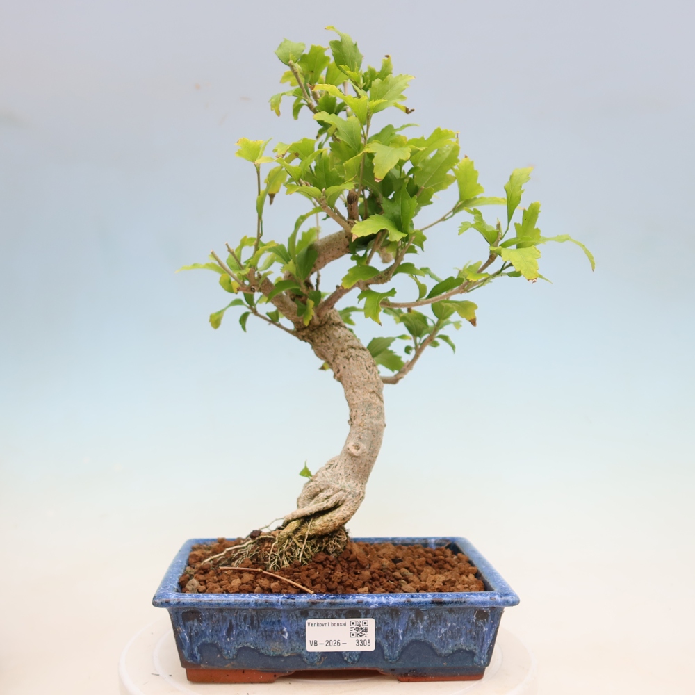 Bonsai voor buiten - Hibiscus syriacus - Syrische hibiscus