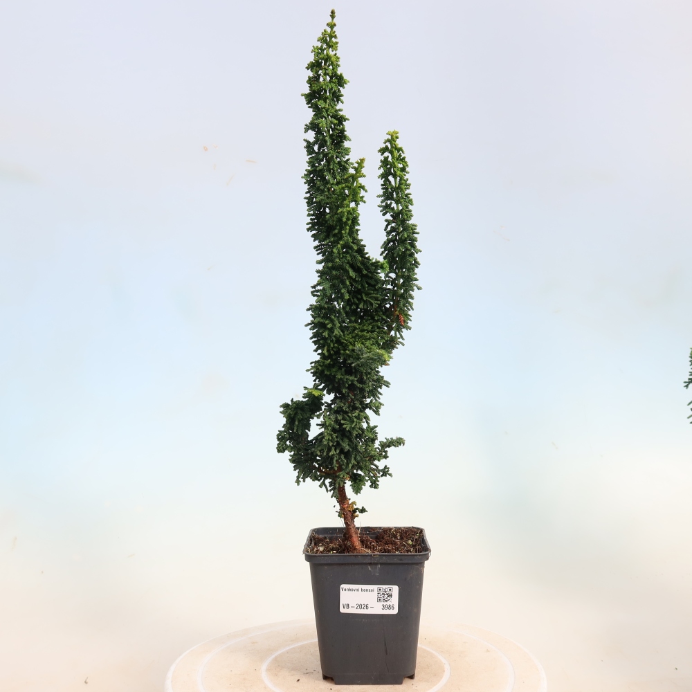 Bonsai voor buiten - Cham. obtusa SEKKA HINOKI - Cipres