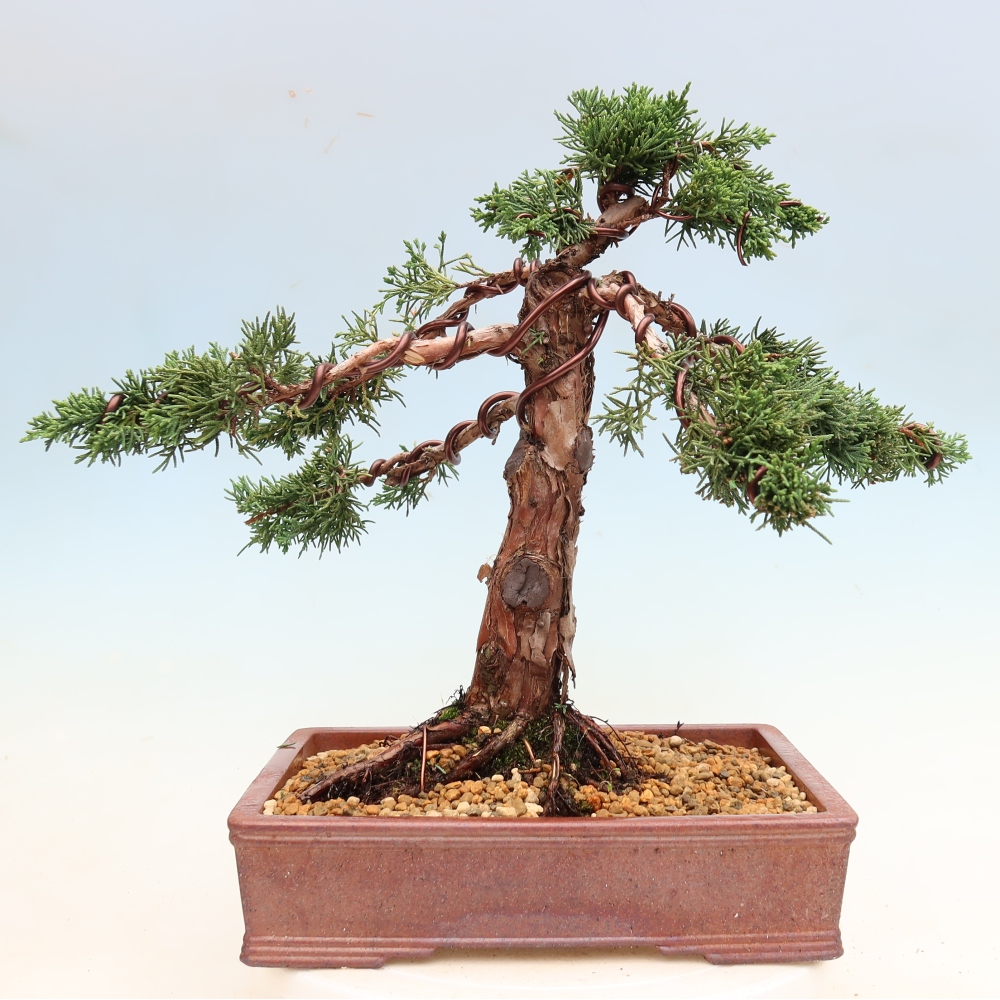 Bonsai voor buiten - Juniperus chinensis Kishu