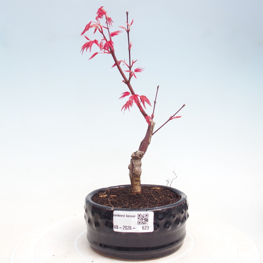 Bonsai voor buiten - Acer palmatum DESHOJO