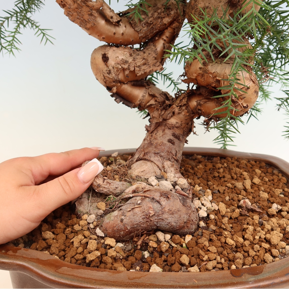 Kamerbonsai - Araucaria - kamer spar