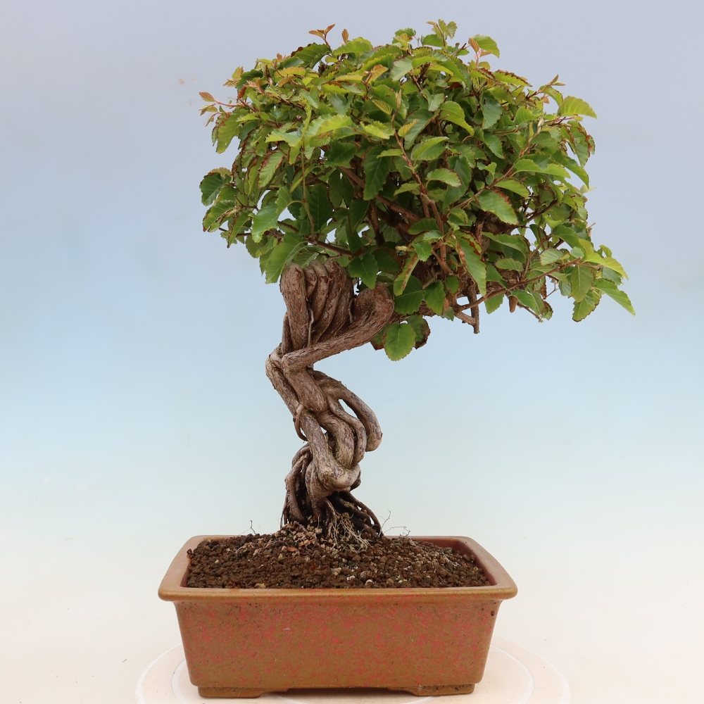 Bonsai voor buiten -Carpinus Coreana - Koreaanse haagbeuk