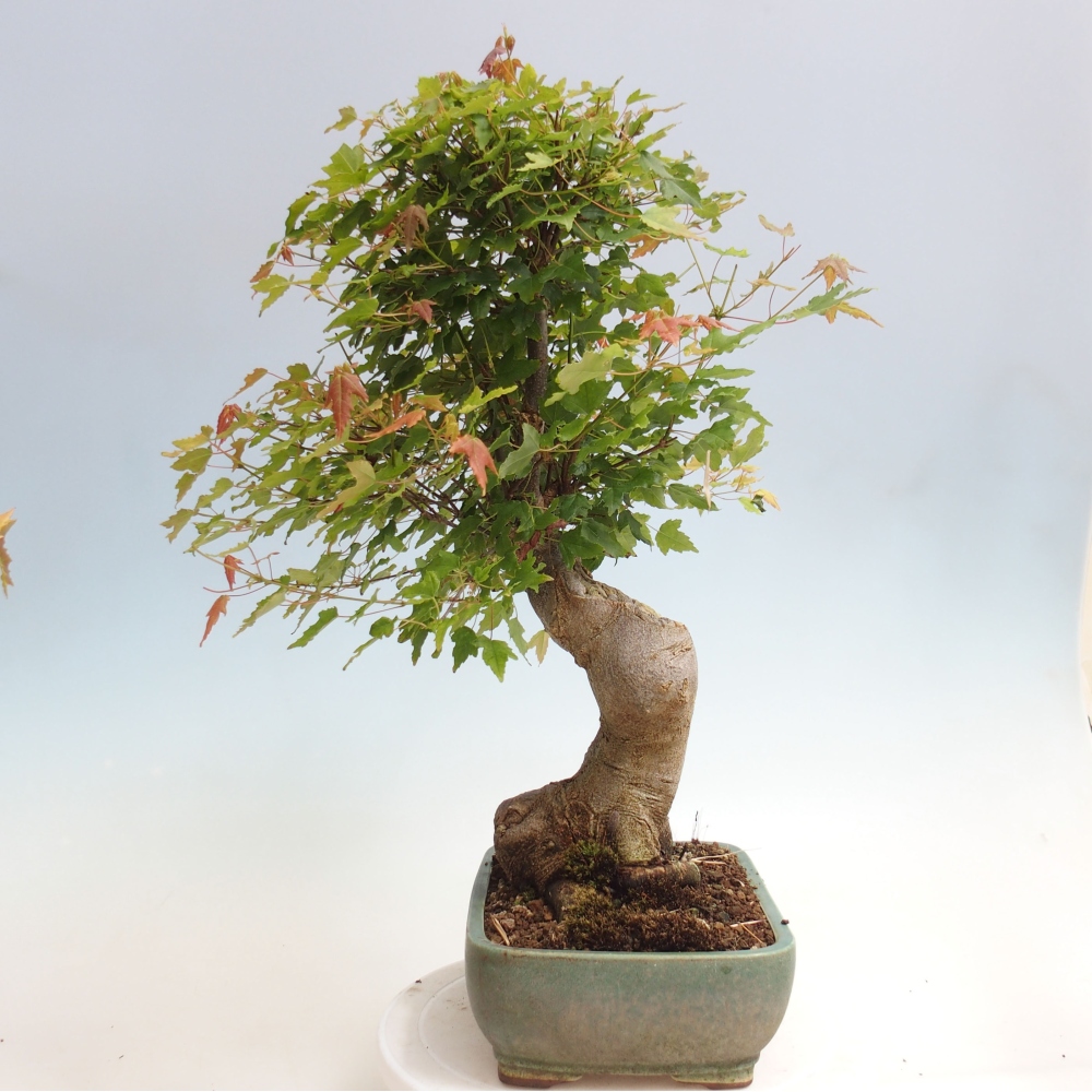 Bonsai voor buiten - Acer Buergerianum - Burgeresdoorn