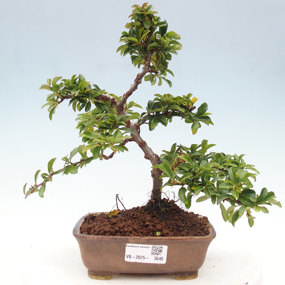 Bonsai-Pyracantha Teton voor buiten -Hlox