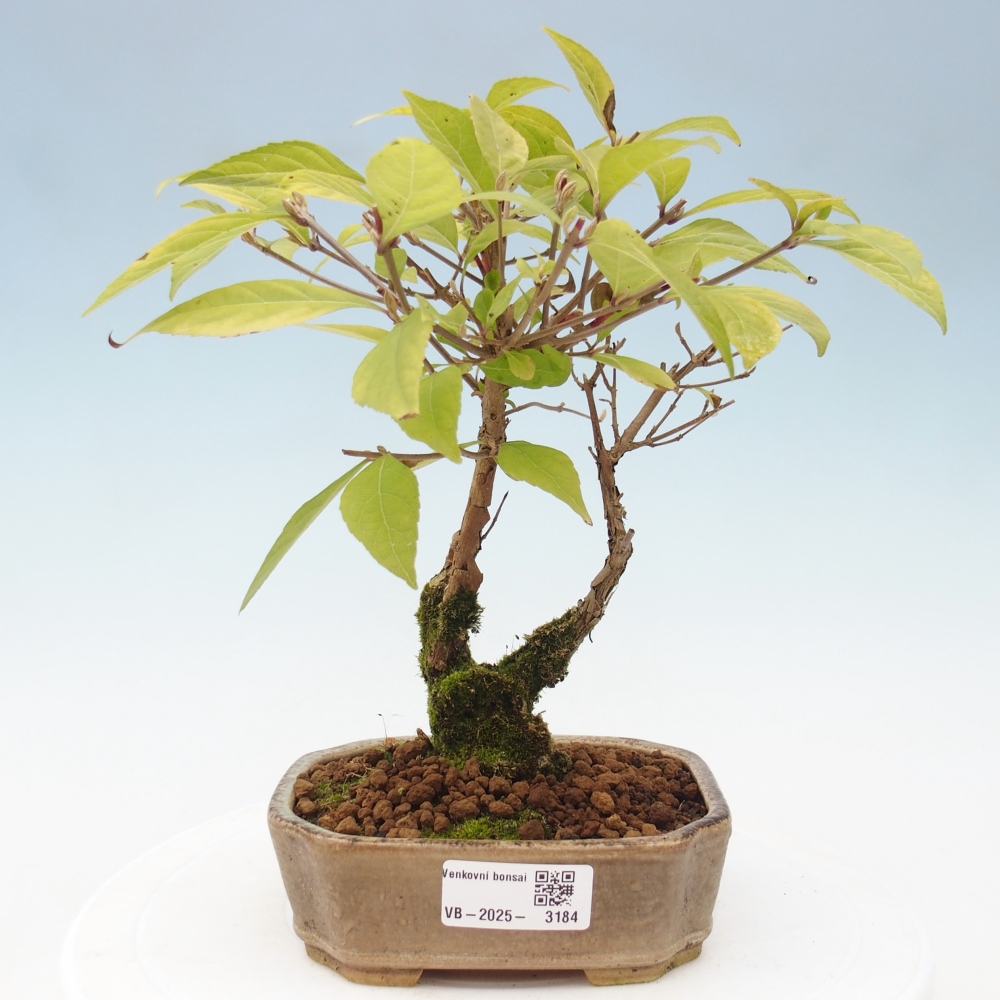 Bonsai voor buiten - Callicarpa japonica