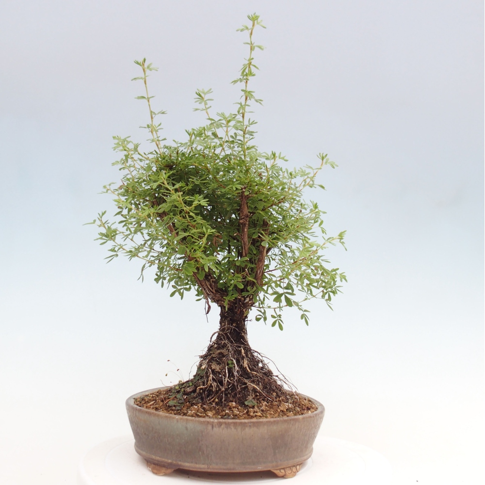 Bonsai voor buiten - Potentila fruticosa gele vogel