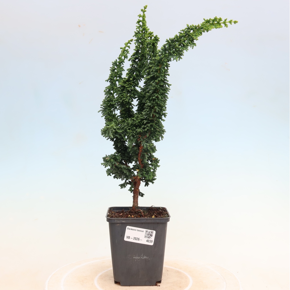 Bonsai voor buiten - Cham. obtusa SEKKA HINOKI - Cipres