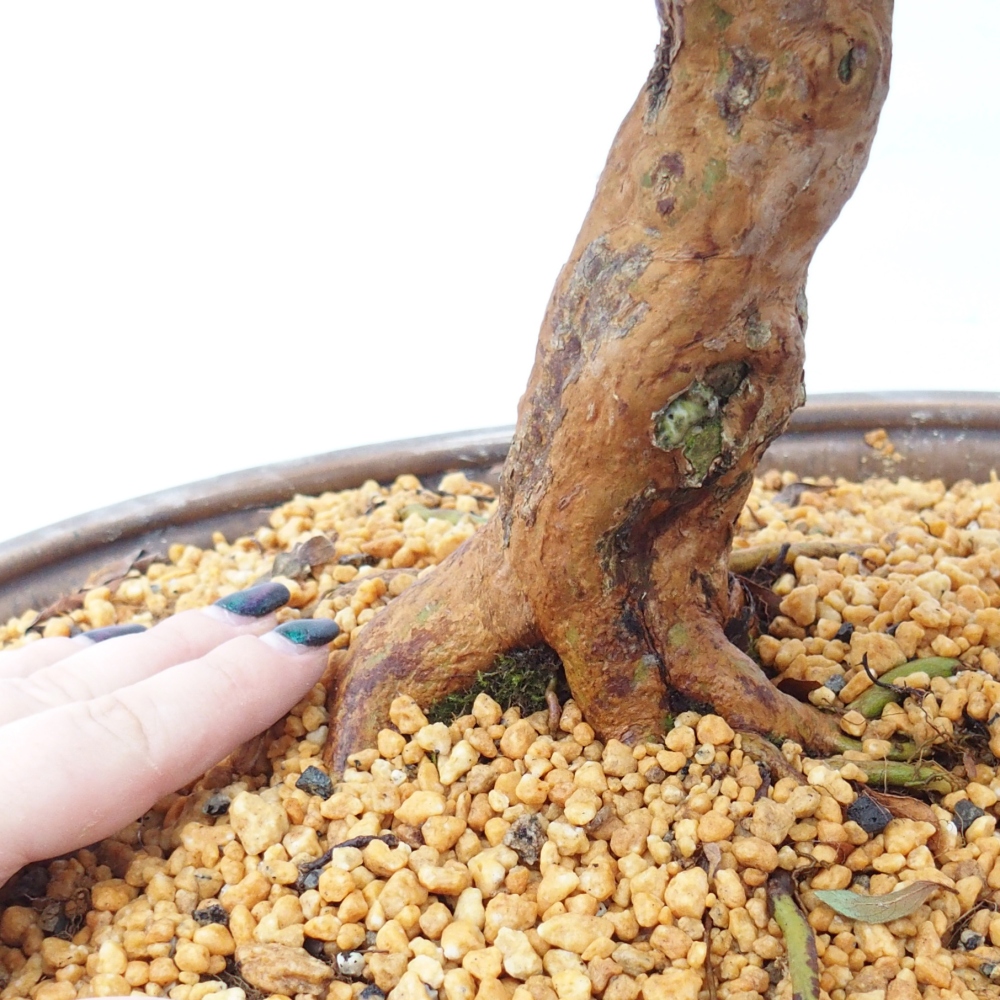 Bonsai voor buiten - Japanse Azalea - Azalea Hanatsuzuri