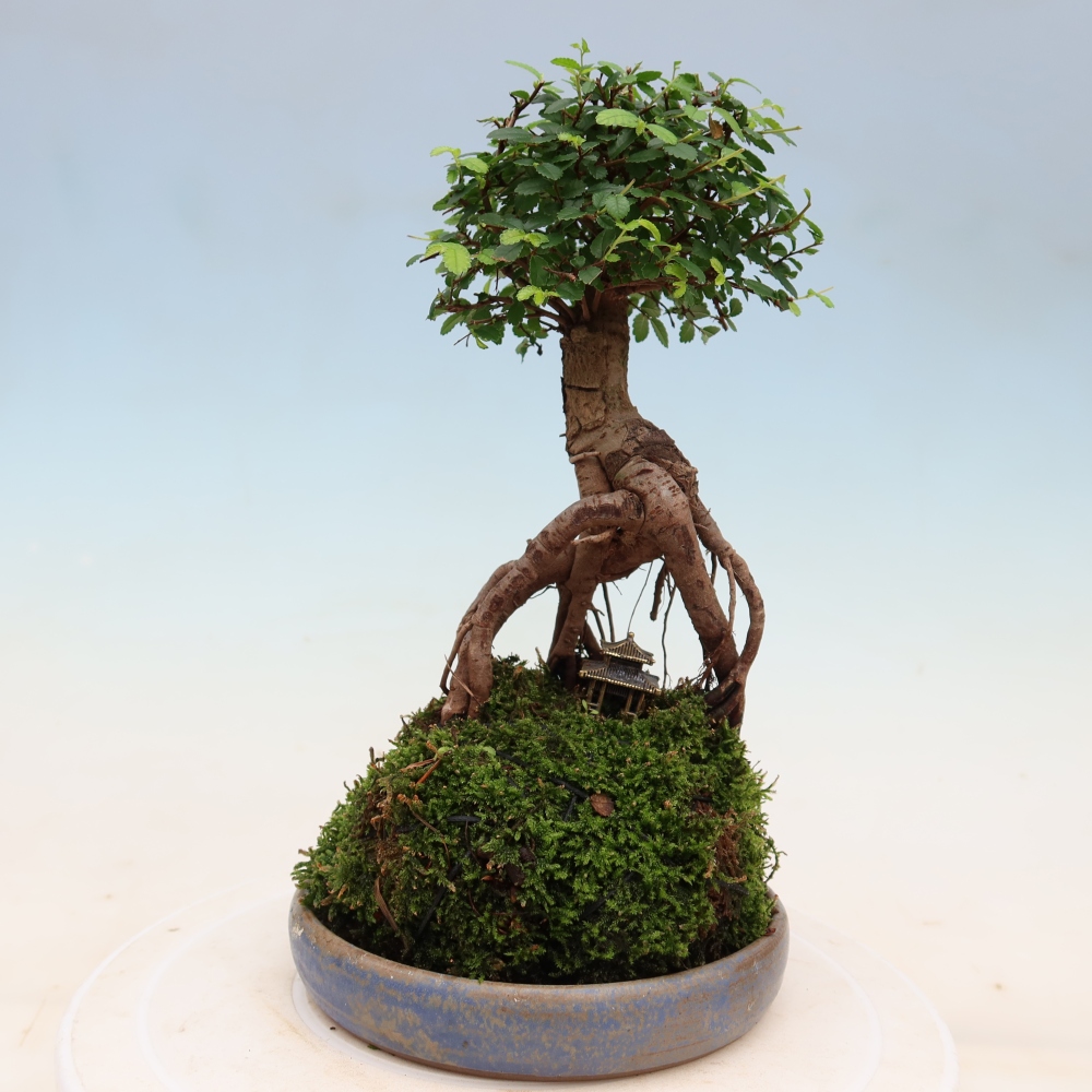 Kokedama met schaal – Ulmus parvifolia – kleinbladige iep