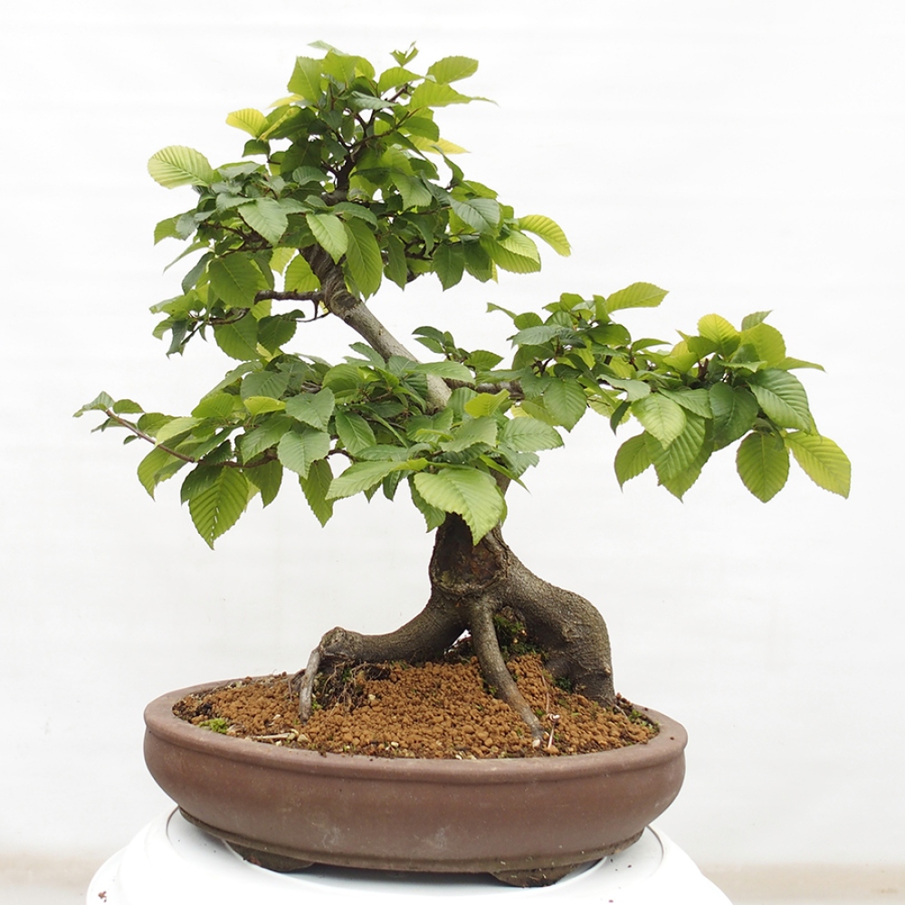 Bonsai voor buiten - Haagbeuk - Carpinus betulus