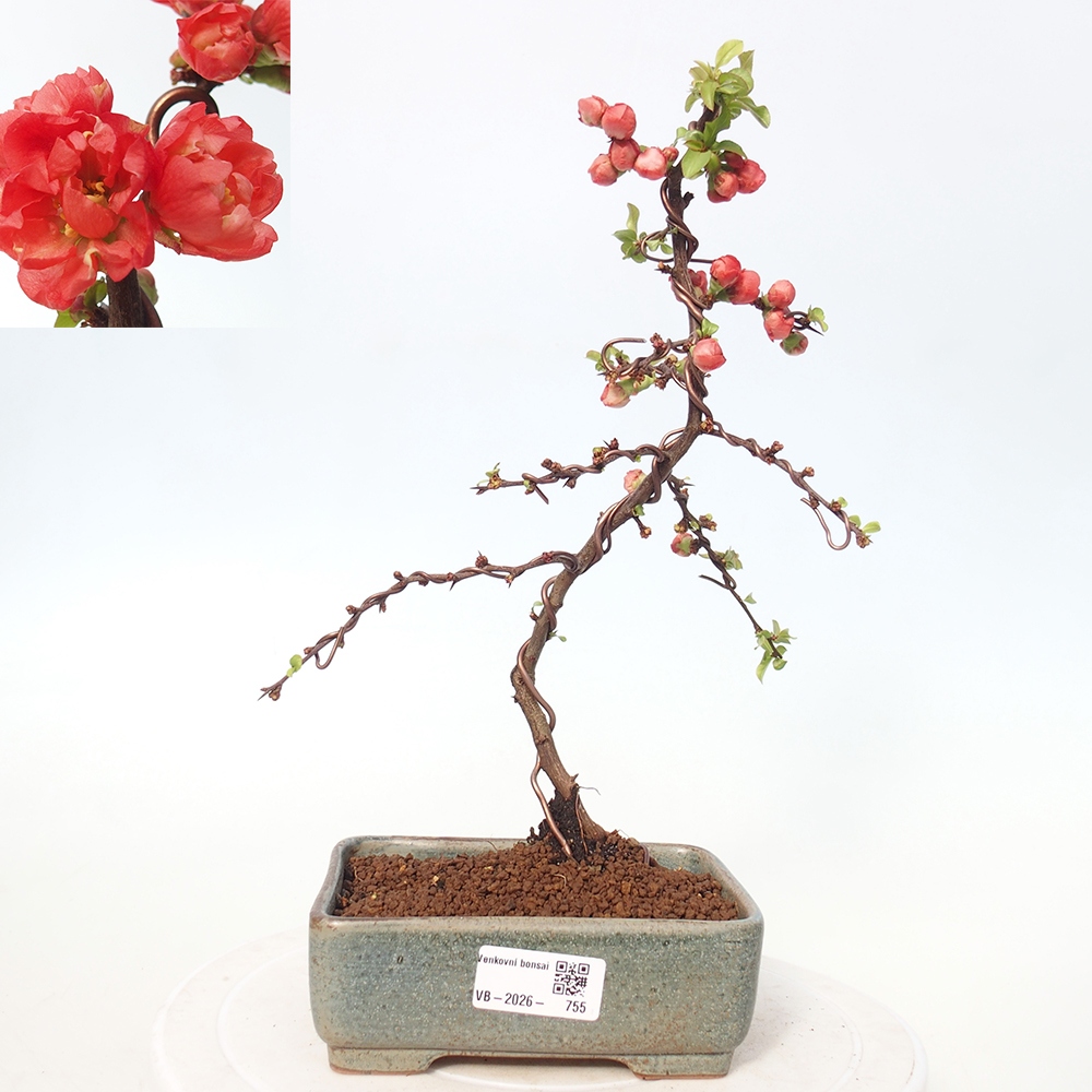 Bonsai voor buiten - Chaneomeles s. Red Joy - Kweepeer