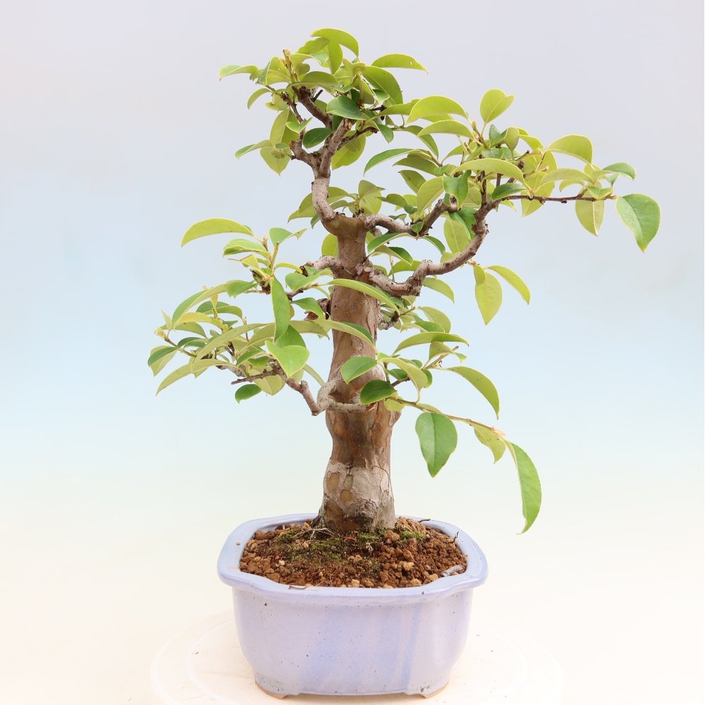 Bonsai voor buiten - Pseudocydonia sinensis - Chinese kweepeer