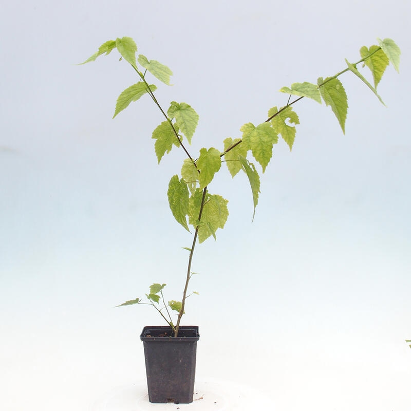 Abutilon Big Bell - Bewaakte klauwier in container