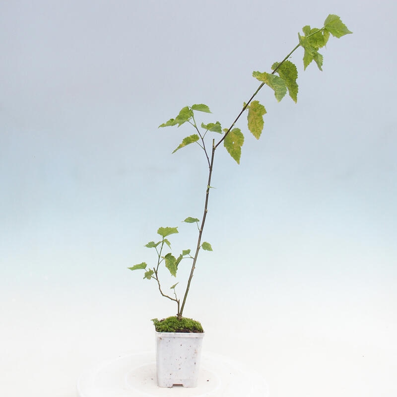 Abutilon Big Bell - Bewaakte klauwier in container