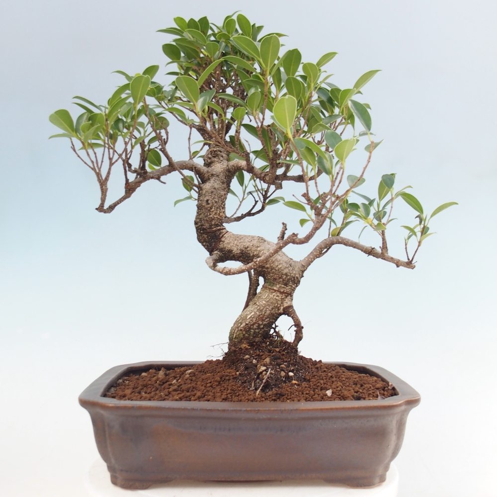 Kamerbonsai - Ficus kimmen - kleinbladige ficus