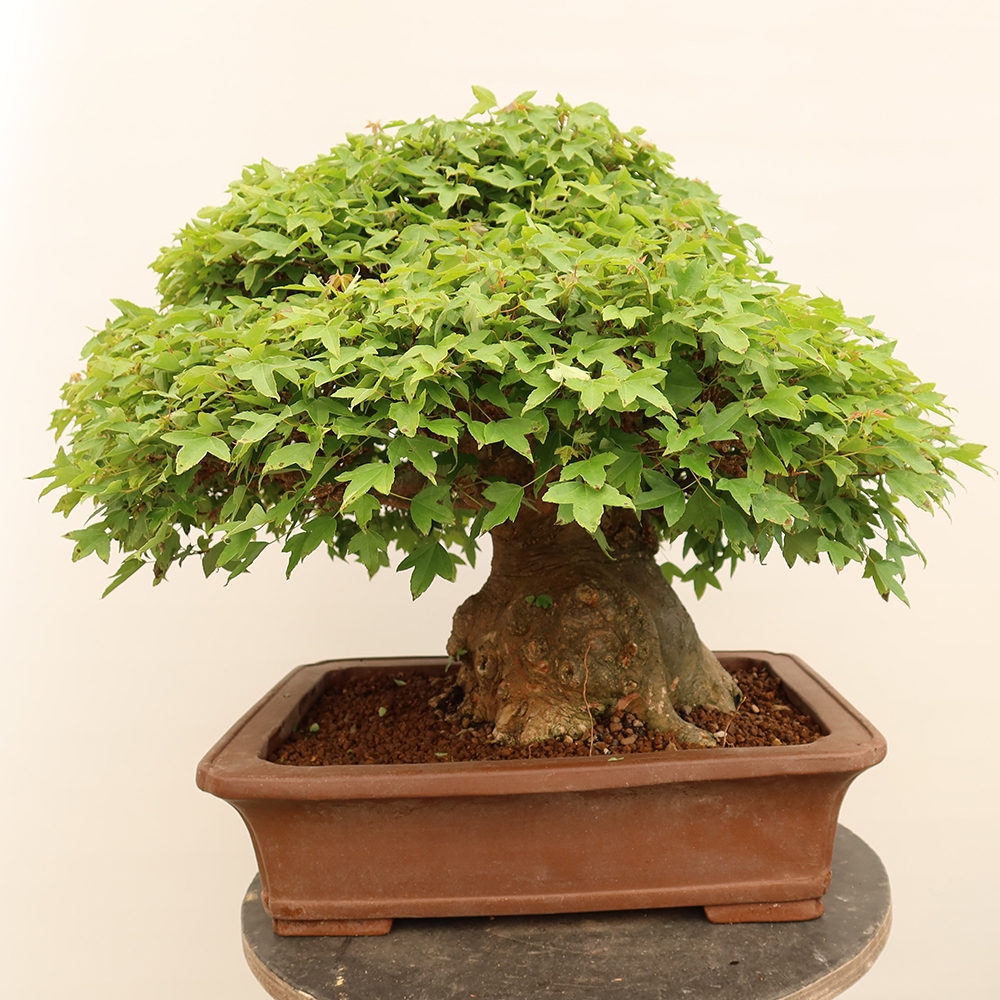 Bonsai voor buiten - Esdoorn Burger - Acer Burgerianum