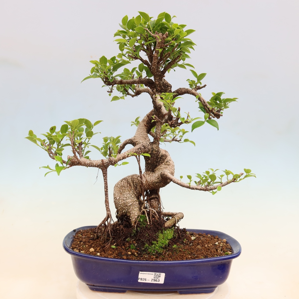 Kamerbonsai - Ficus kimmen - kleinbladige ficus