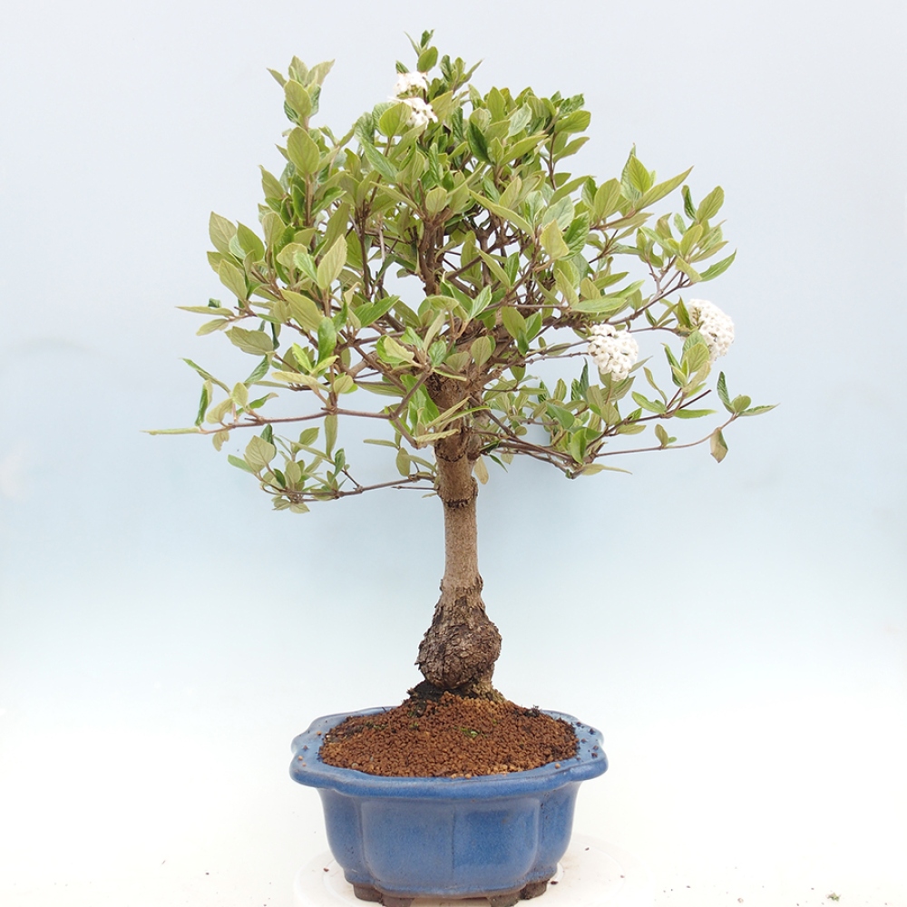 Bonsai voor buiten - Kalina Bodnanská - Viburum carlesii hemsi