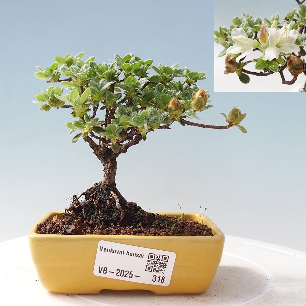 Bonsai voor buiten - Rhododendron indicum - Japanse azalea