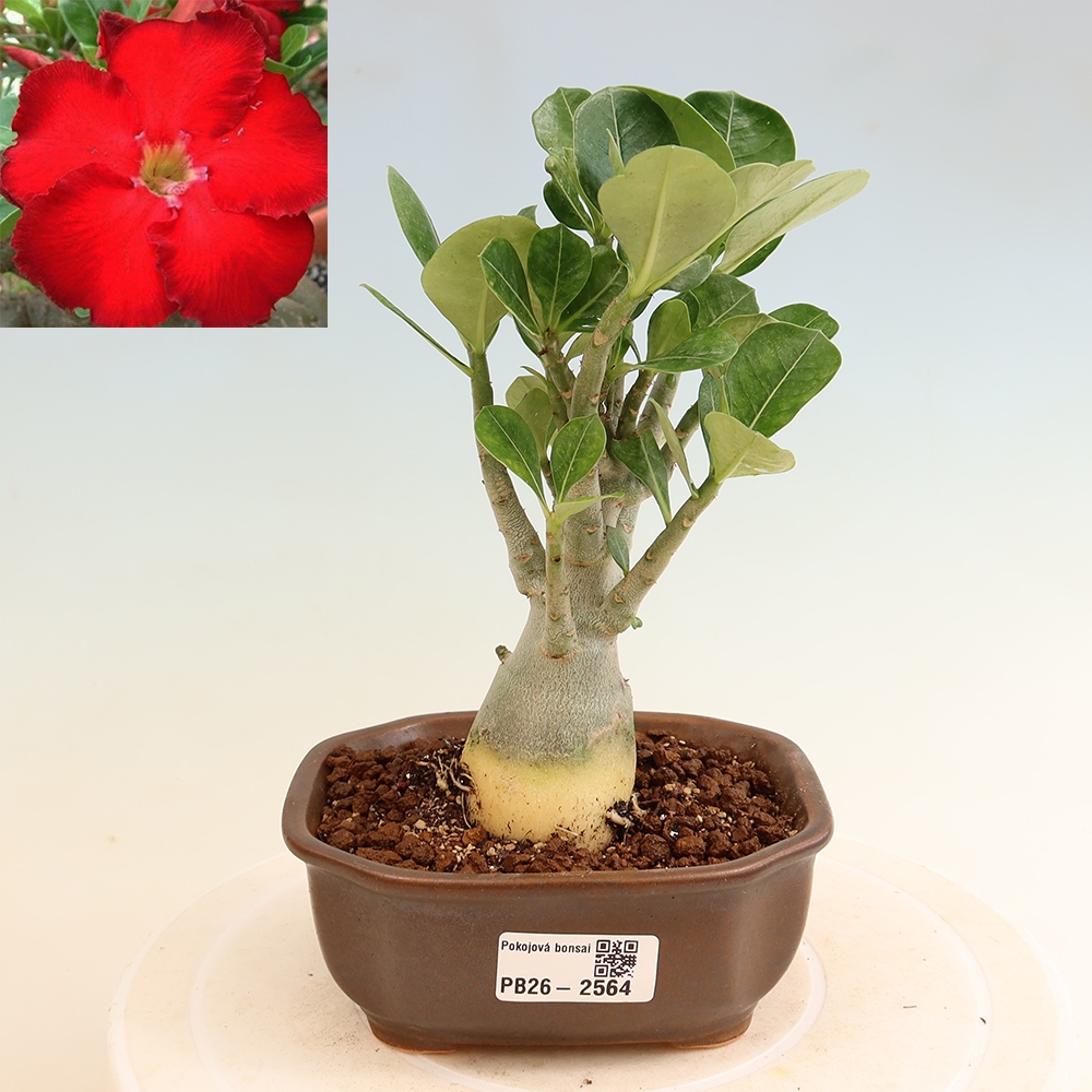 Kamerbonsai - Adenium obesum Red Star - Woestijnroos