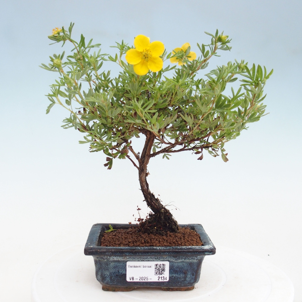 Bonsai voor buiten - Potentila fruticosa gele vogel