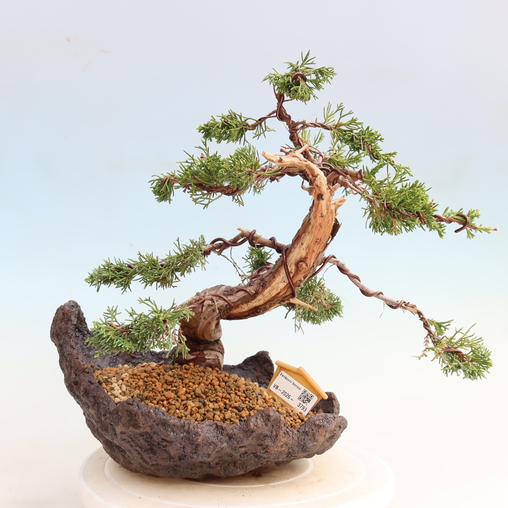 Bonsai voor buiten - Juniperus chinensis Itoigawa-Juniperus chinensis