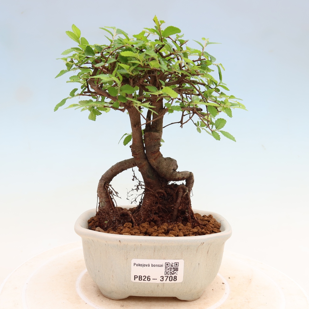 Kamerbonsai - Ulmus parvifolia - Winteriep
