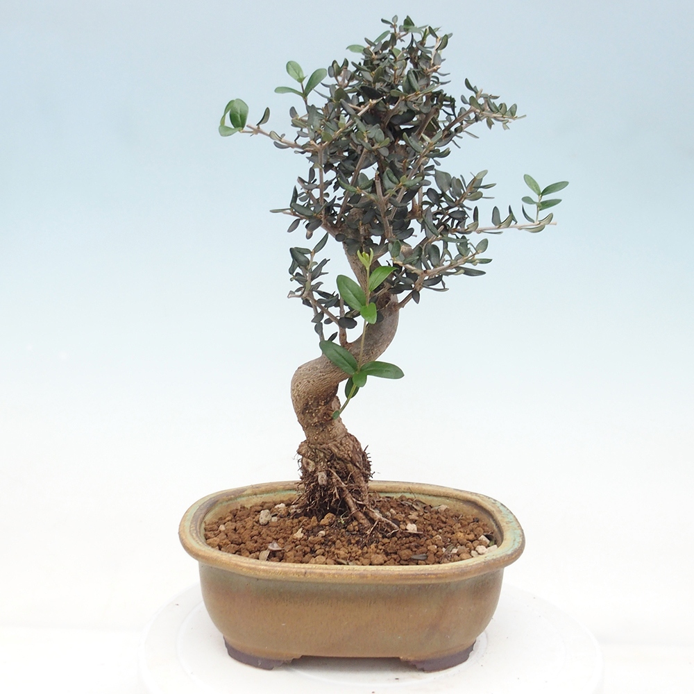 Bonsai voor binnen - Olea europaea sylvestris
