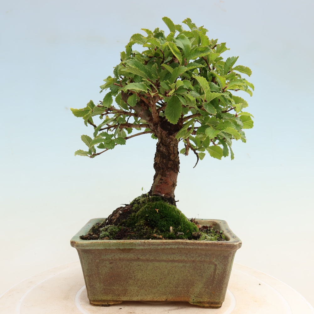 Bonsai voor buiten - Zelkova - Zelkova NIRE