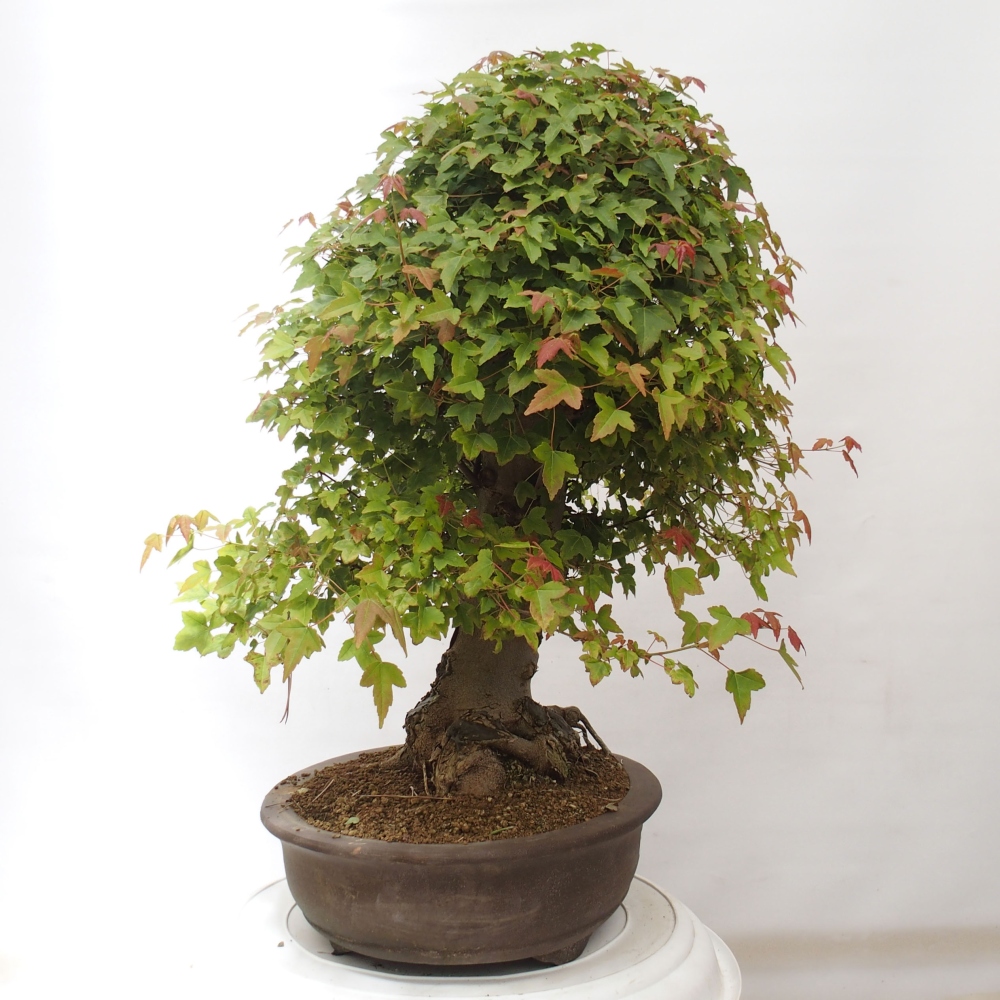Bonsai voor buiten - Acer Buergerianum - Burgeresdoorn
