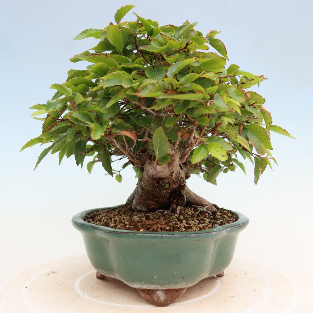 Bonsai voor buiten -Carpinus Coreana - Koreaanse haagbeuk