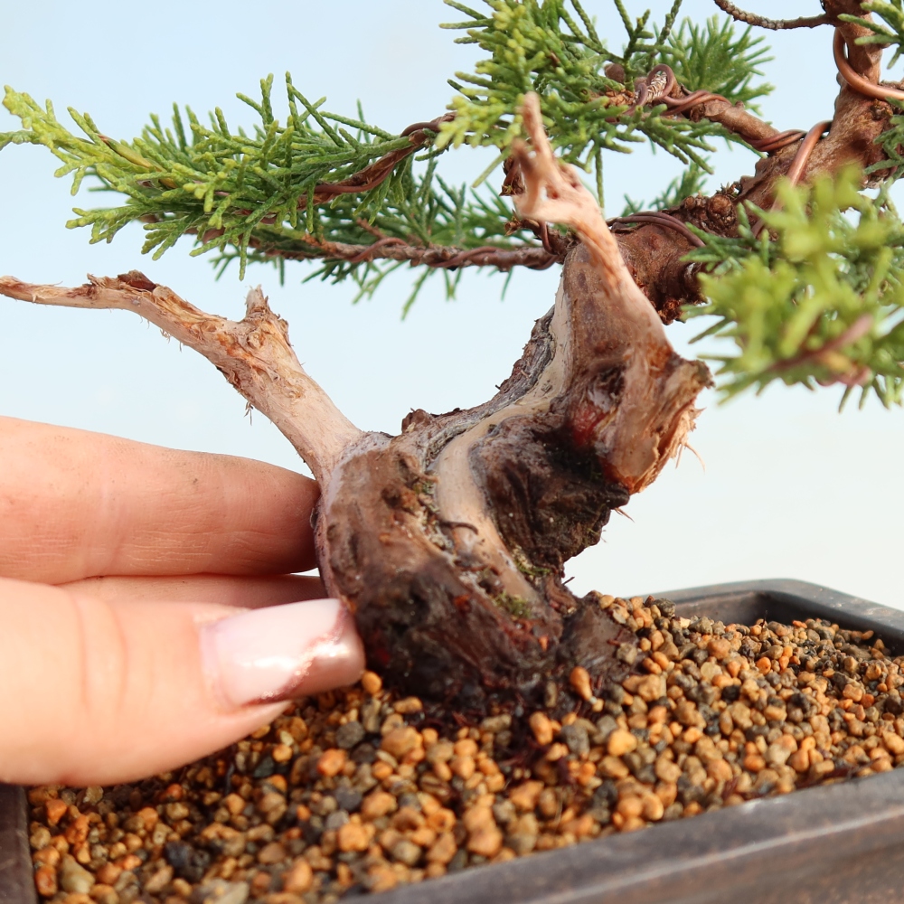 Bonsai voor buiten - Juniperus chinensis Itoigawa