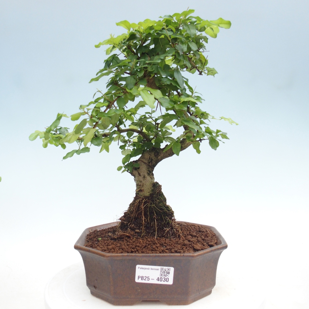 Kamerbonsai -Ligustrum chinensis - Vogelsnavel