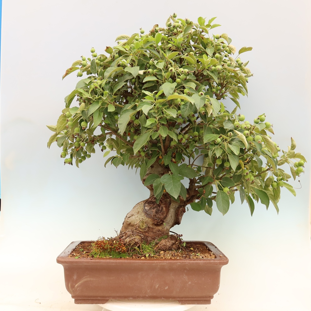 Bonsai voor buiten -Malus halliana - Appelboom met kleine vruchten
