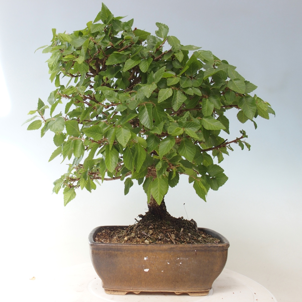 Bonsai voor buiten -Carpinus CARPINOIDES - Koreaanse haagbeuk