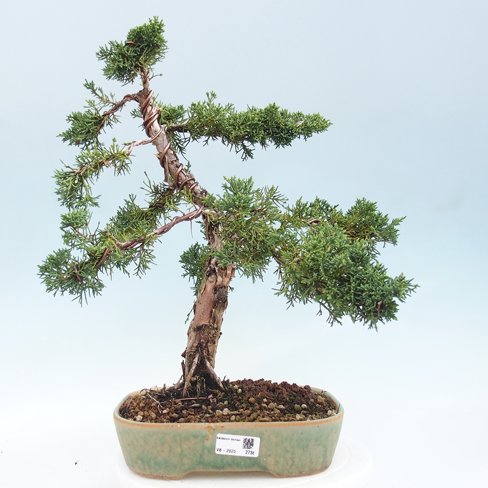 Bonsai voor buiten - Juniperus chinensis Kishu