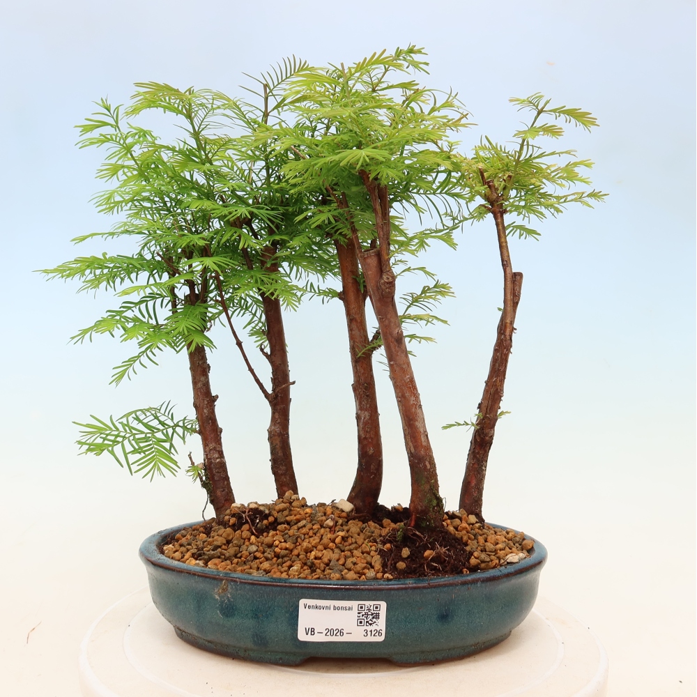 Buitenbonsai - Metasequoia glyptostroboides - Chinese metasequoia - bosje