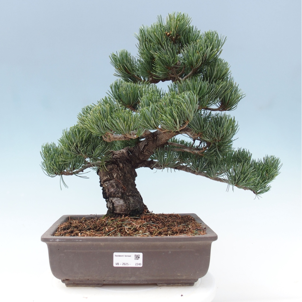 Bonsai voor buiten - Pinus parviflora - Pinus parviflora