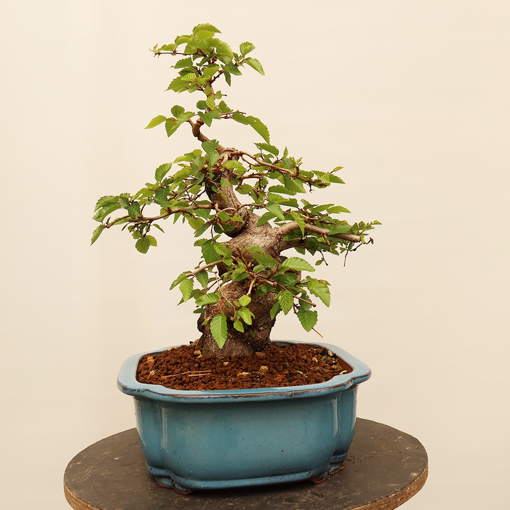 Bonsai voor buiten -Carpinus Coreana - Koreaanse haagbeuk