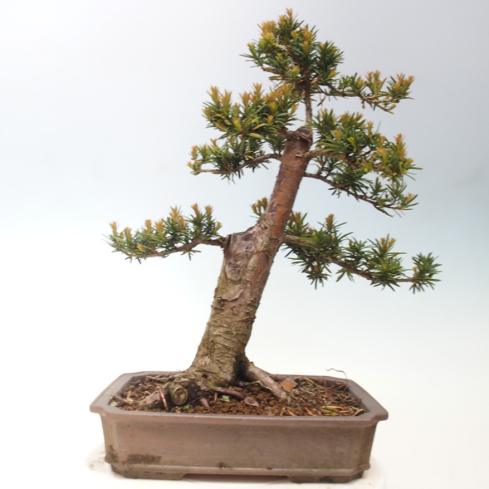 Bonsai voor buiten - Taxus cuspidata - Japanse Taxus